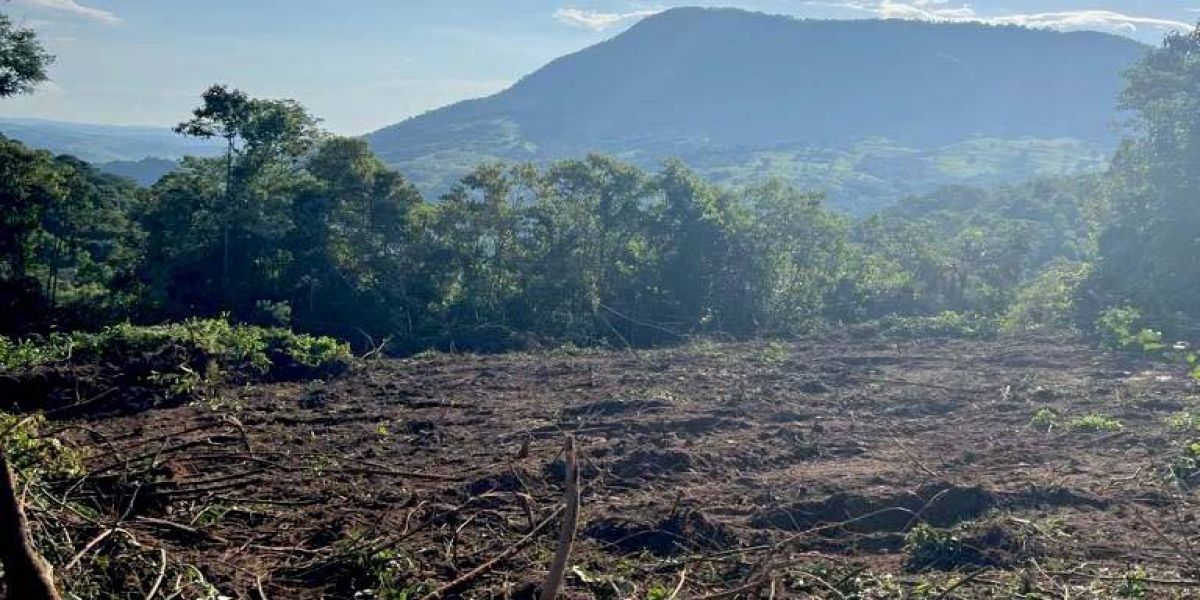 Instituto Água e Terra impede desmatamento de grandes proporções no Norte do Paraná