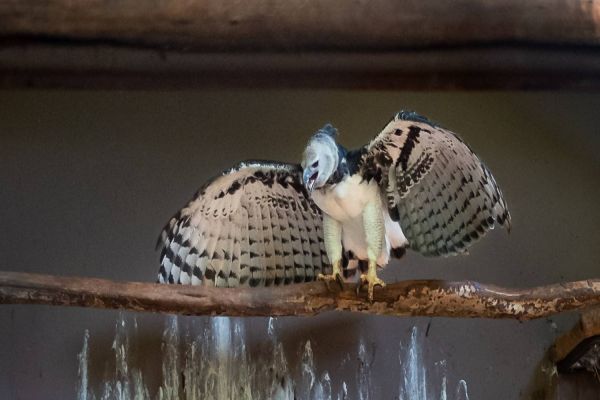 Harpia do Refúgio Biológico da Itaipu ganha nova casa em zoológico de Goiânia