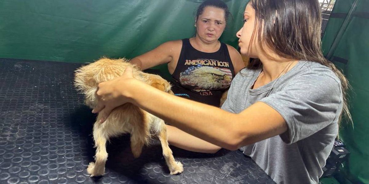 CastraPet terá agenda intensa em fevereiro; Oito municípios do oeste estão na lista