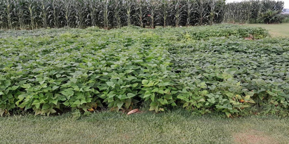 Novas cultivares de feijão serão apresentadas pelo IDR-Paraná no Show Rural