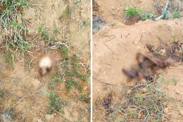 Polícia Civil investiga ossada humana encontrada na área rural de Sengés nos campos gerais do Paraná