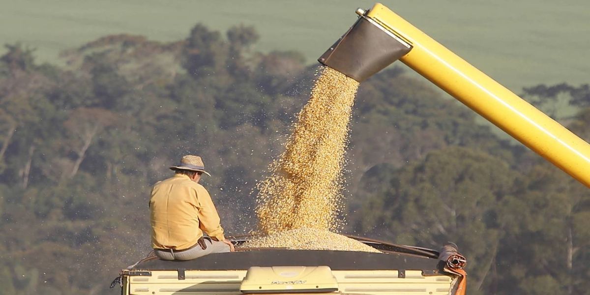 Com demanda crescente no mundo, Paraná deve produzir 19 milhões de toneladas de milho