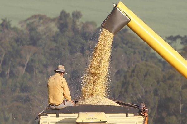 Com demanda crescente no mundo, Paraná deve produzir 19 milhões de toneladas de milho