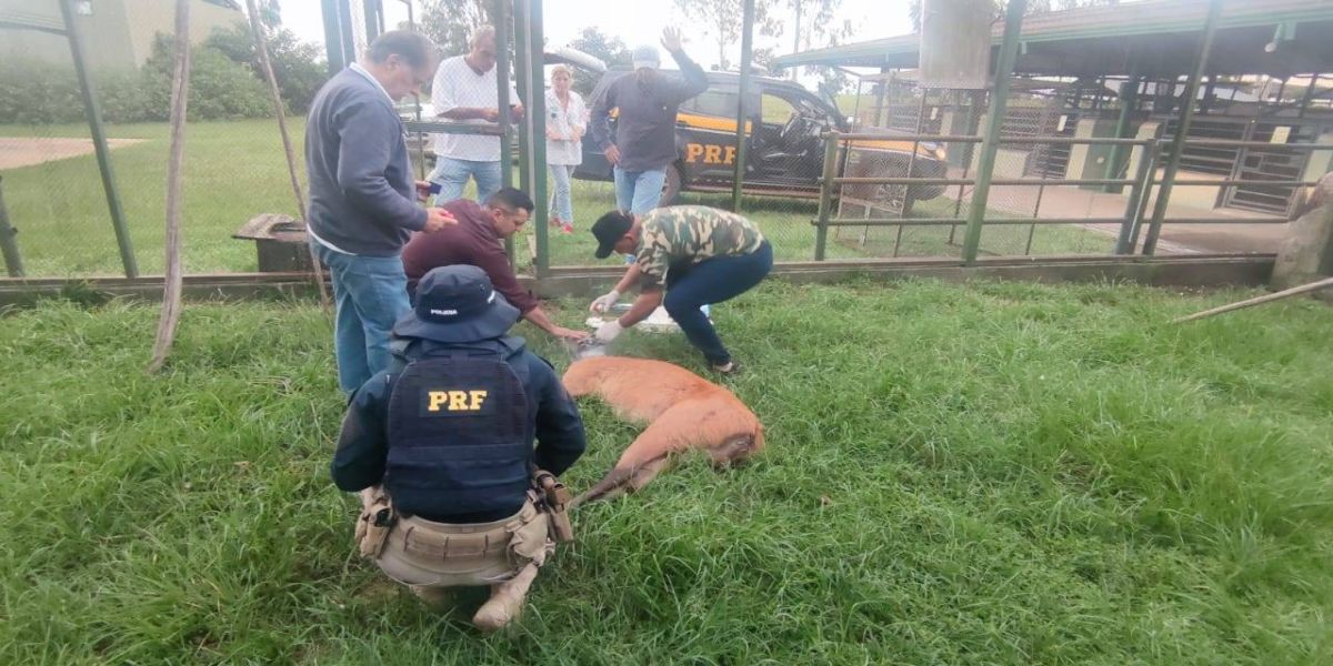 PRF resgata espécie de cervo ameaçada de extinção na BR-487