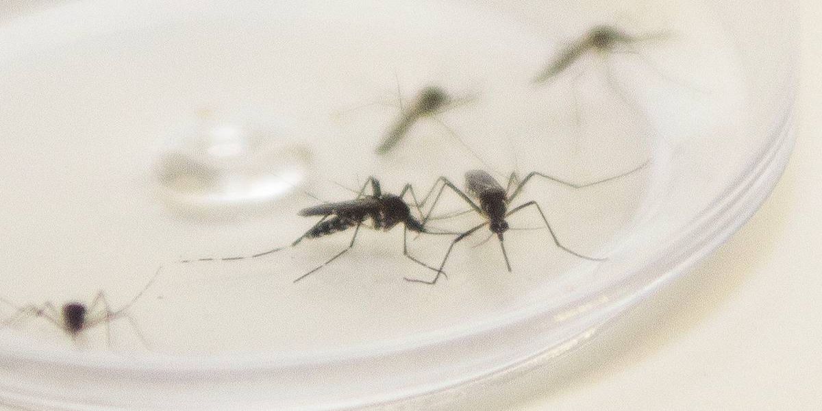 Com surto de chikungunya no Paraguai, Saúde emite alerta para casos da doença no Paraná