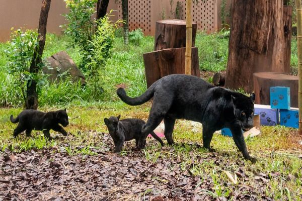 Oncinhas-pintadas são soltas em recinto do Refúgio Biológico de Itaipu
