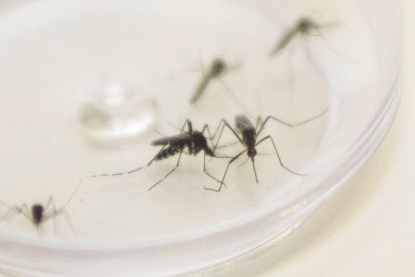 Com surto de chikungunya no Paraguai, Saúde emite alerta para casos da doença no Paraná