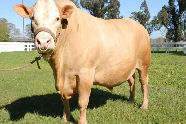 IDR-Paraná e associação de criadores realizam exposição da raça Purunã no Show Rural