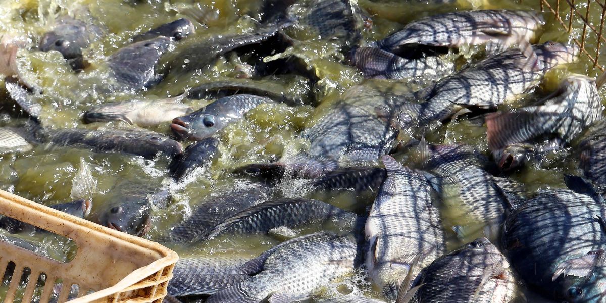 Aplicativos que facilitam a venda de produtos da agricultura serão lançados no Show Rural