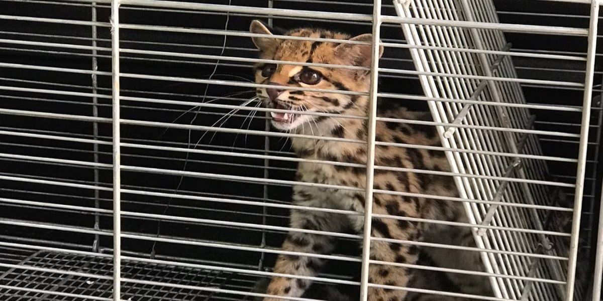 Gato Maracajá encontrado em Guarapuava é devolvido a natureza
