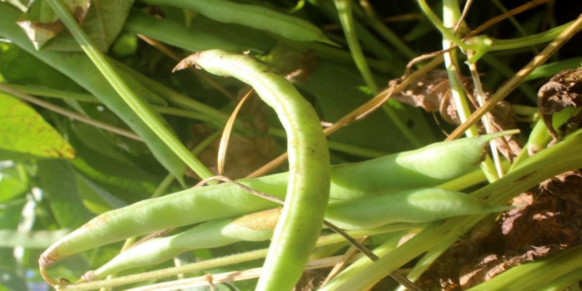 Nova cultivar de feijão desenvolvida pelo IDR-Paraná é destaque no Show Rural