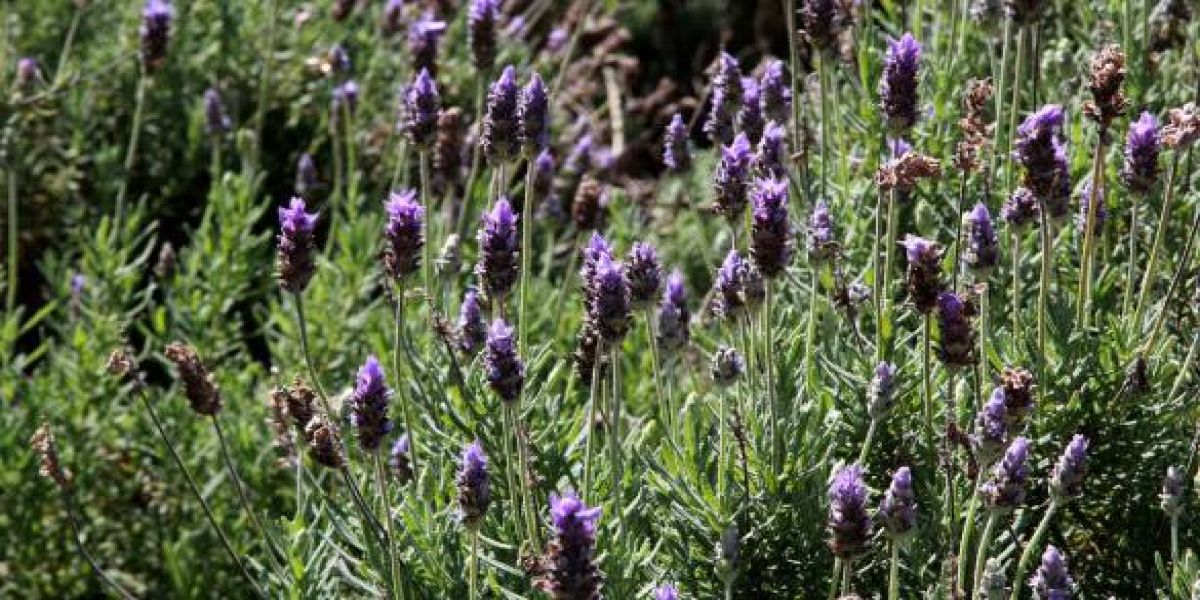 Deputados aprovam lei que cria Rota Turística da Lavanda no Paraná