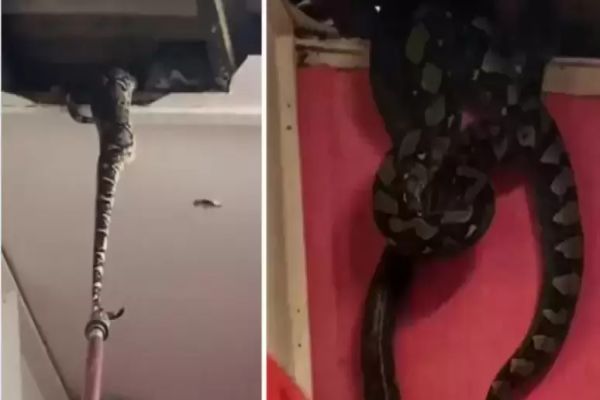 Cobras gigantes são encontradas em teto de casa e aterrorizam moradores; Veja o video