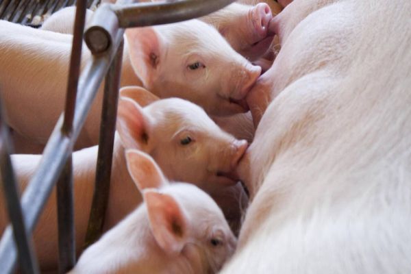 Inovação e sustentabilidade no mercado de proteína animal é tema do Inovameat Toledo 2023