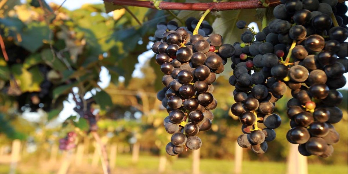 Governo reforça ações do programa de apoio à produção de uvas e derivados no Paraná