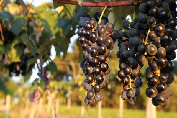 Governo reforça ações do programa de apoio à produção de uvas e derivados no Paraná