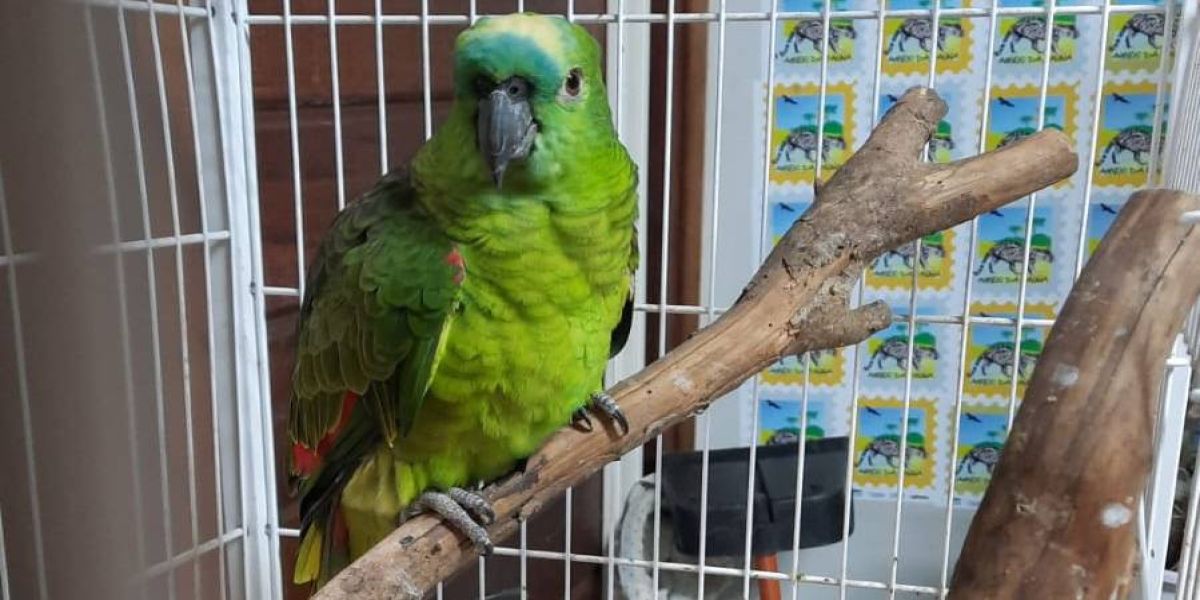 Governo incentiva a guarda responsável de animais silvestres vítimas de maus-tratos