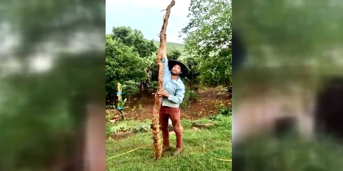 Mandioca gigante de 5 metros é encontrada em propriedade no Paraná