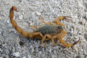 Imagem referente a notícia: Governo do Paraná mantém orientações e alerta para prevenção de acidentes com escorpiões