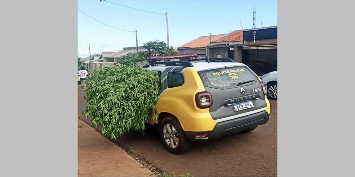 Polícia Militar apreende dois pés gigantes e 120g de maconha em Rolândia