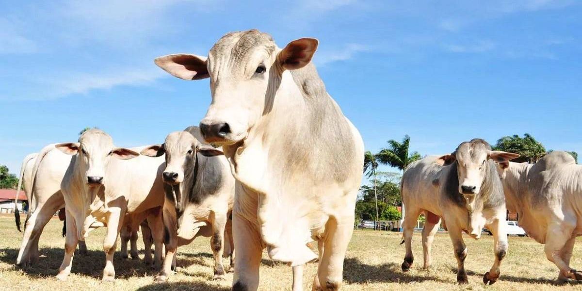 Ministério da Agricultura confirma caso suspeito de "mal da vaca louca" no Brasil