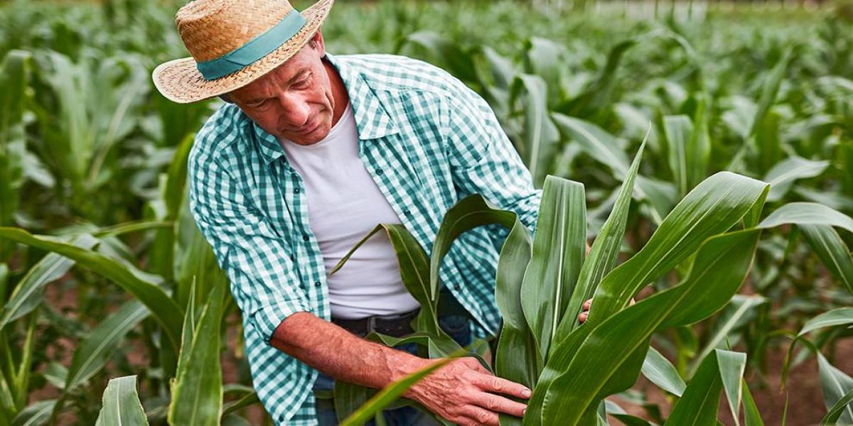 Sicoob libera mais de R$ 21 bilhões em sete meses de safra e amplia participação no mercado