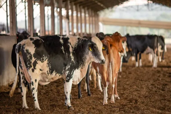 Foto relacionada a notícia: Vendas de carne bovina à China são suspensas após caso de vaca louca
