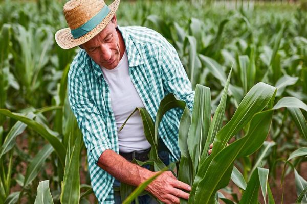 Sicoob libera mais de R$ 21 bilhões em sete meses de safra e amplia participação no mercado