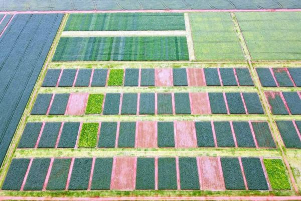 Experimentos revelam efeitos de produção e impacto da calagem na soja, ao longo de 15 anos