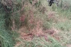 Imagem referente à notícia: Polícia encontra mais dois corpos vítimas do assassino confesso do médico Renan Tortajada