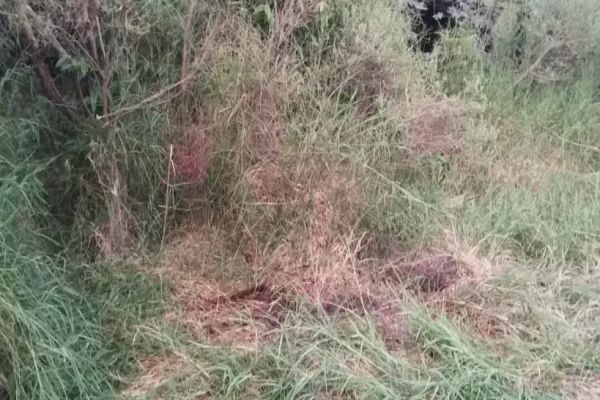 Imagem referente a notícia: Polícia encontra mais dois corpos vítimas do assassino confesso do médico Renan Tortajada