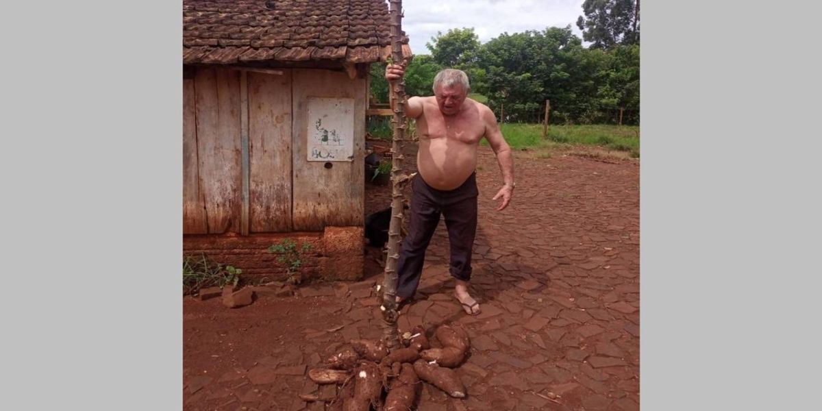 Produtor rural colhe pé de mandioca com impressionantes 26 quilos em distrito de Santa Helena