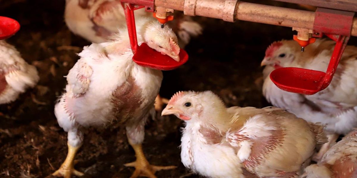 Governo do Paraná suspende participação de aves em eventos agropecuários por 90 dias