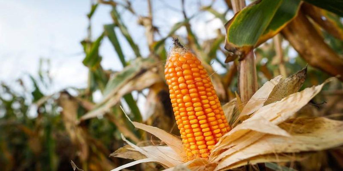 Pacheco solicita ao Ministério da Agricultura prorrogação do prazo para plantio do milho safrinha