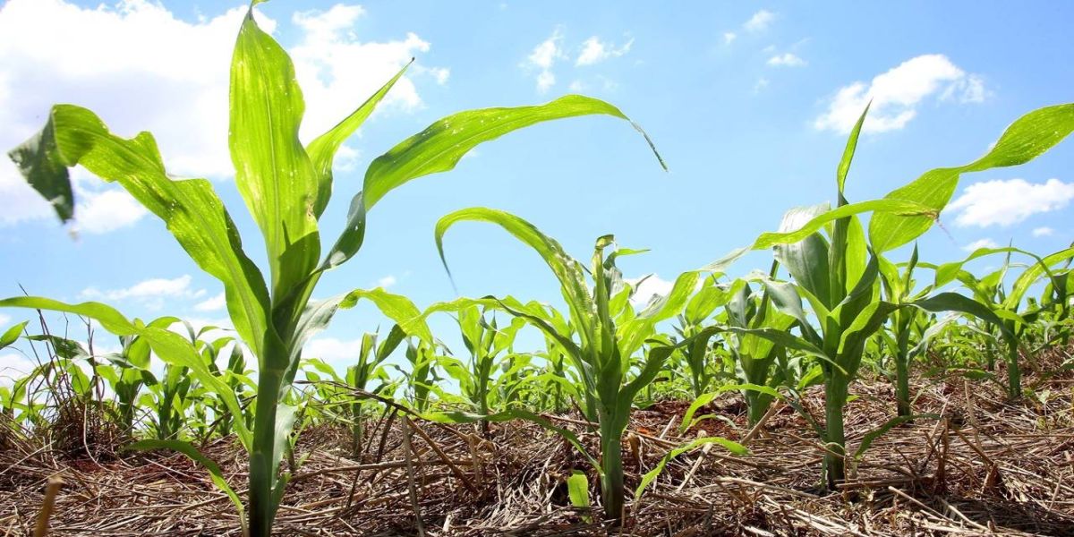 Com apoio do Governo, campanha orientará produtores para evitar a cigarrinha-do-milho