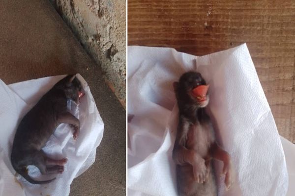 Animal de aparência estranha é encontrado no Jardim Melissa, em Cascavel