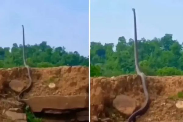 Vídeo assustador de cobra gigante ‘em pé’ impressiona a web