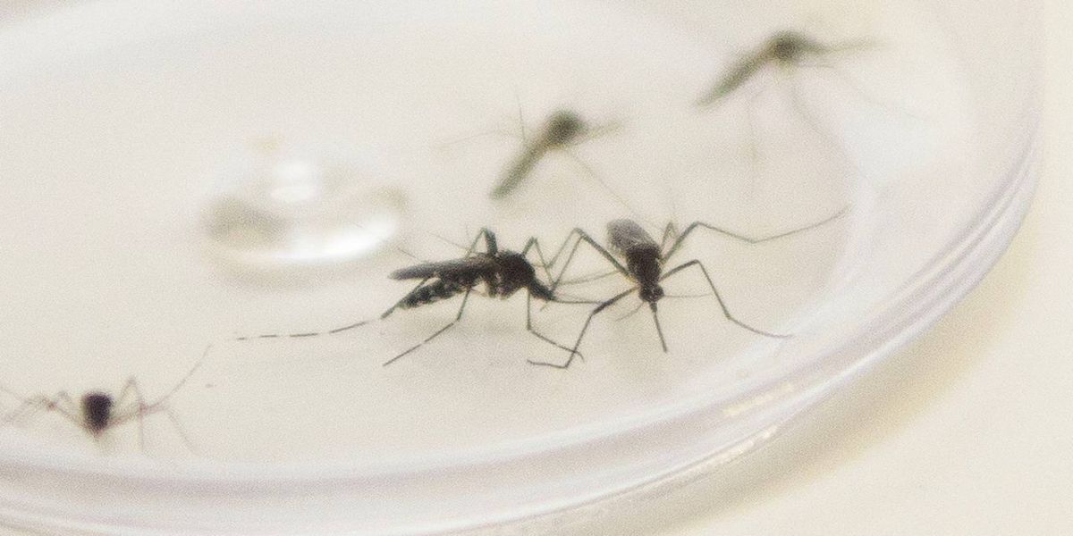 Ministério da Saúde confirma envio emergencial de inseticida para combater o Aedes Aegypti