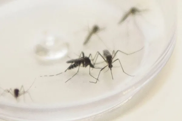 Foto relacionada a notícia: Ministério da Saúde confirma envio emergencial de inseticida para combater o Aedes Aegypti