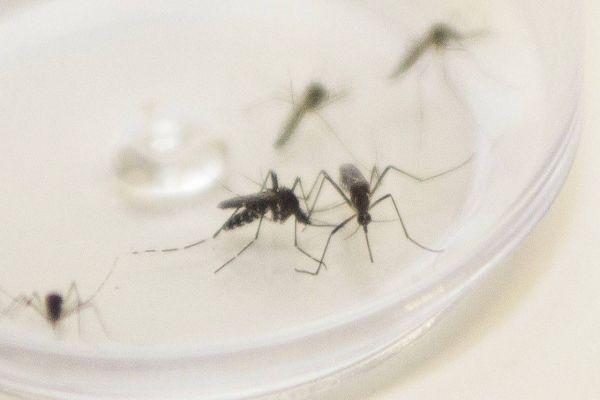 Ministério da Saúde confirma envio emergencial de inseticida para combater o Aedes Aegypti