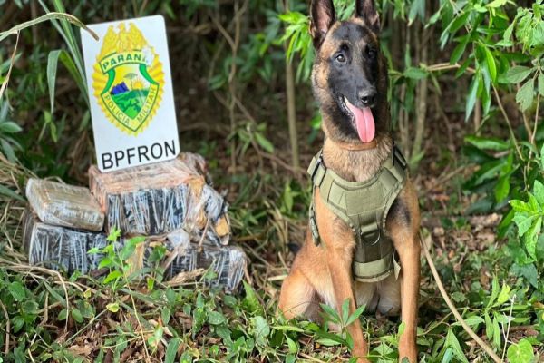 BPFRON apreende fardos de maconha em região de mata de Santa Helena