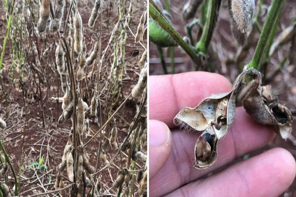Foto relacionada a notícia: Chuvas intensas prejudicam qualidade dos grãos de soja e comprometem renda dos produtores