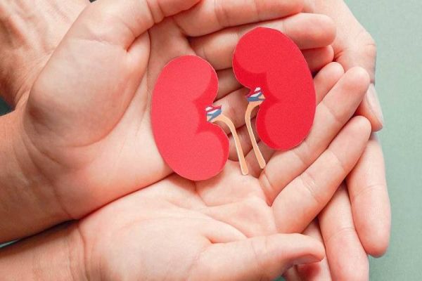 ‘Filtro do corpo’: Quais são as principais doenças que afetam o rim?