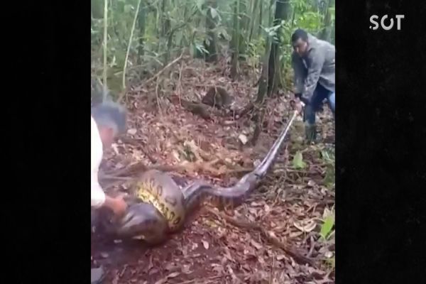 Imagem referente a notícia: Homens salvam cadela de ataque de sucuri de 9 metros em Goiás; Veja o vídeo