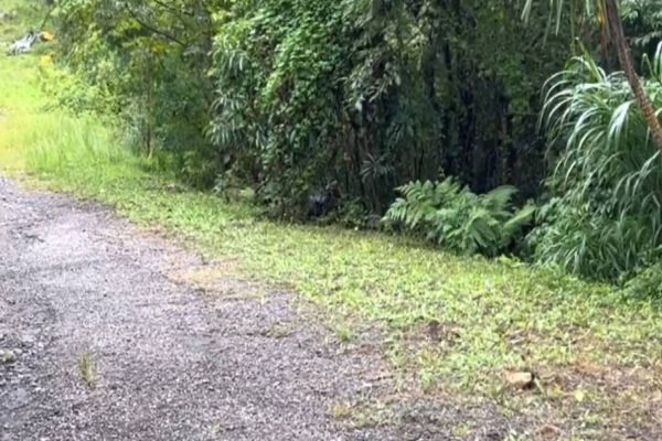 Imagem referente a notícia: Vigilante é rendido e morto dentro de empresa e a suspeita é de tentativa de roubo