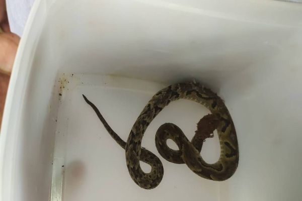 Homem é picado por cobra e busca atendimento na UPA Veneza