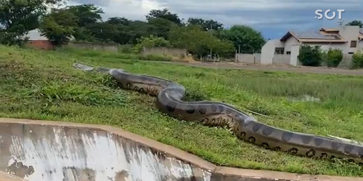Sucuri gigante é flagrada tranquilamente em bairro residencial do Mato Grosso do Sul