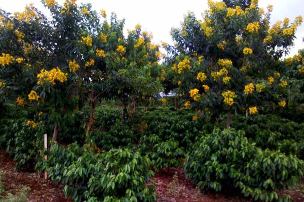 IDR-Paraná estuda quais espécies de árvores protegem melhor os cafezais de geadas
