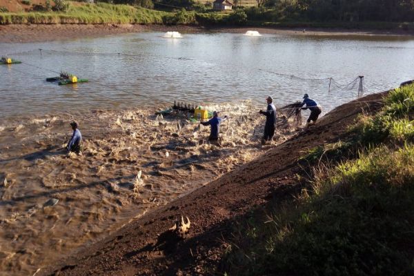 Fiscalização na produção de pescados é intensificada pelo Crea-PR