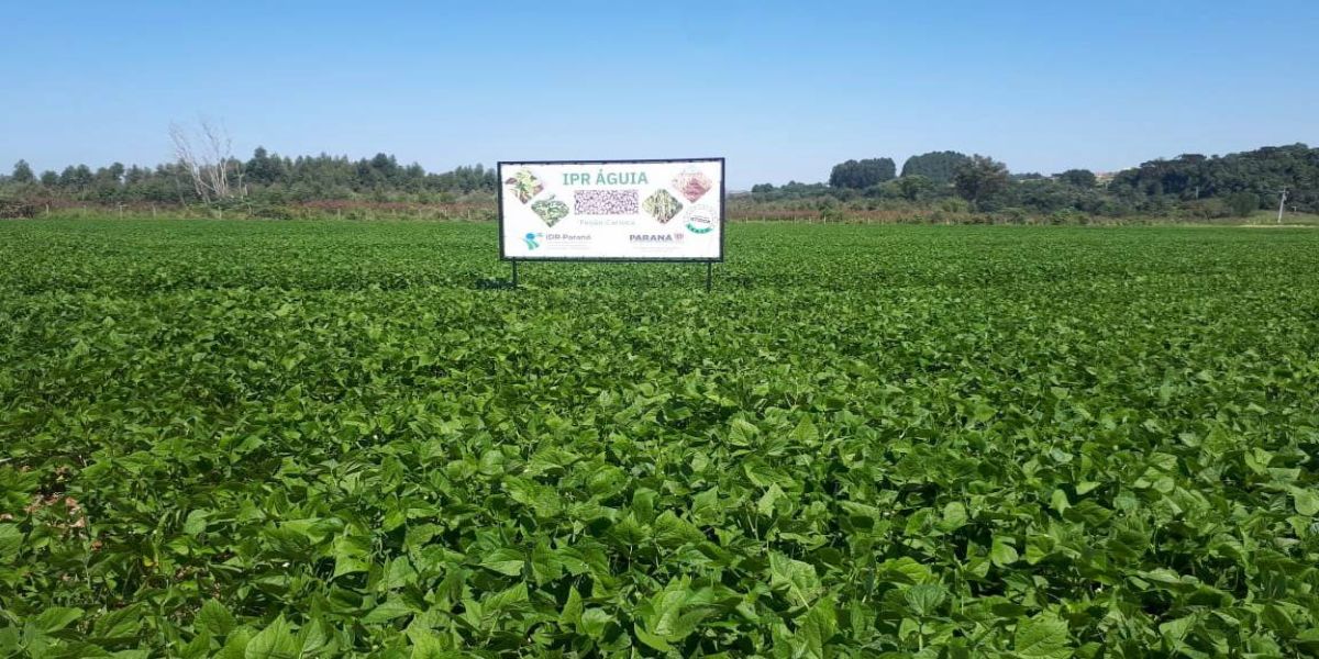 IDR-Paraná lança cultivar de feijão carioca que possibilita maior tempo de armazenamento